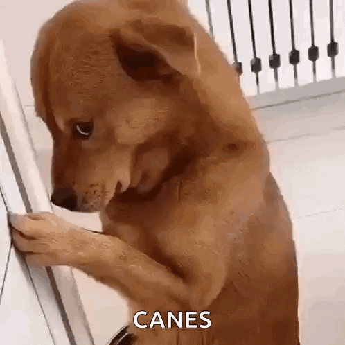 Brown Dog Standing on Hind Legs Looking at Wall Saying Canes