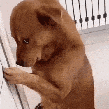 Brown Dog Standing On Hind Legs Looking Down