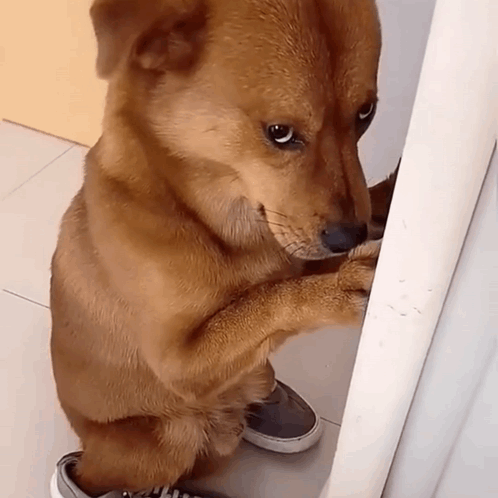 Brown Dog Standing on Hind Legs Next to Feet