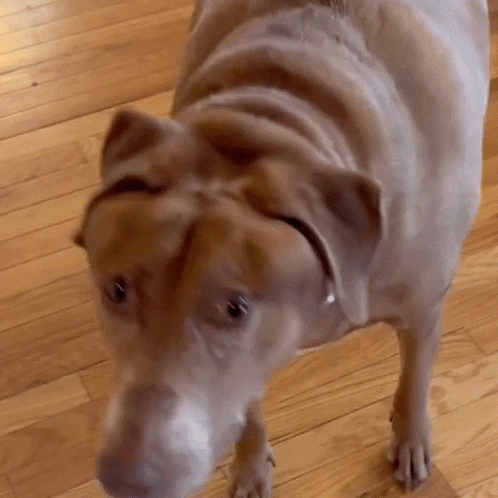 Brown Dog Standing On Wooden Floor GIF