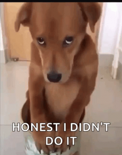 Brown Dog Standing Says Honest I Didn't Do It GIF