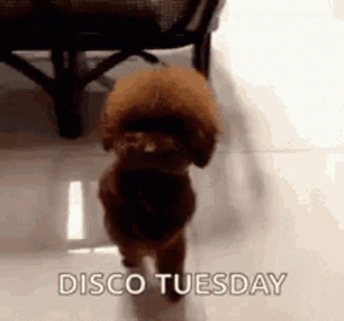 Brown Dog Walking on Tiled Floor Disco Tuesday