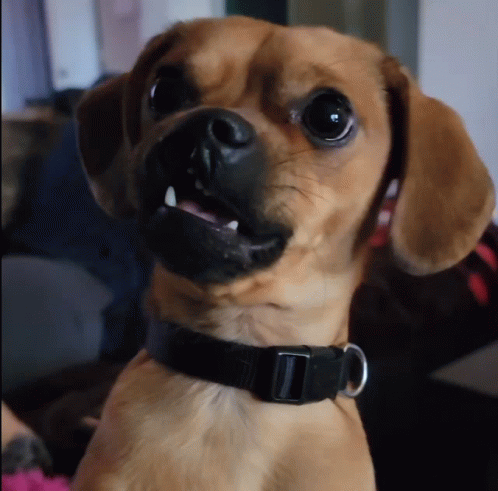 Brown Dog Wearing Black Collar