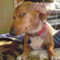 Brown Dog Wearing Red Collar GIF