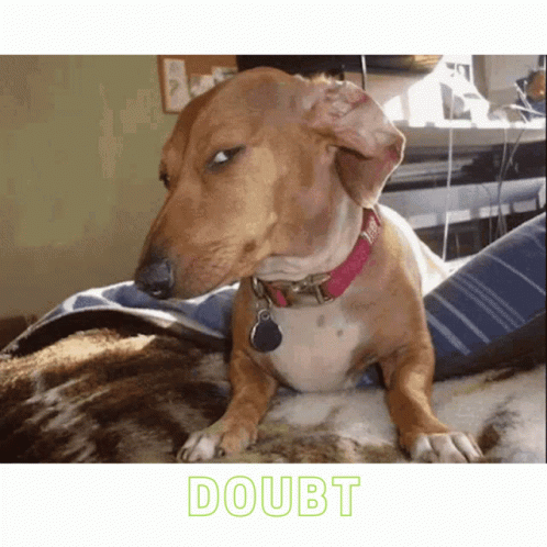 Brown Dog with Pink Collar and Doubt