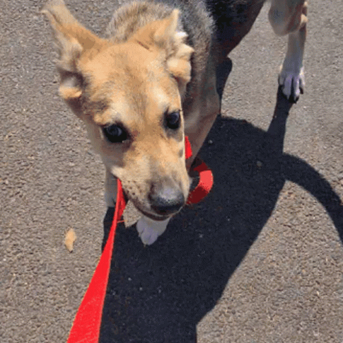 Brown Dog With Red Leash GIF