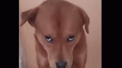 Brown Dog With Sad Look