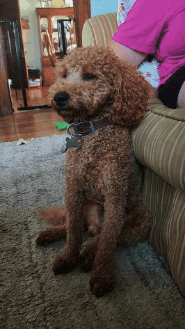 Brown Dog With Tag Beside Pink Shirt Person GIF