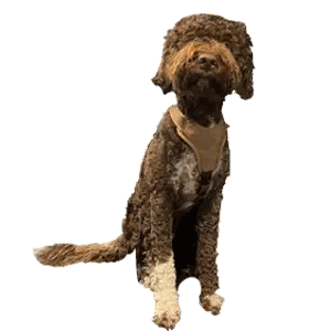 Brown Dog With White Paw Laying Down