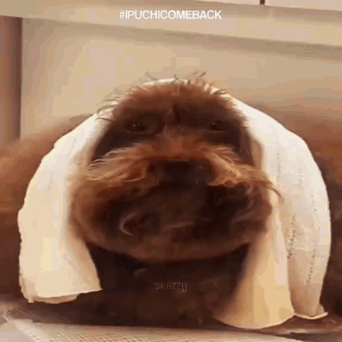 Brown Dog Wrapped In White Towel GIF