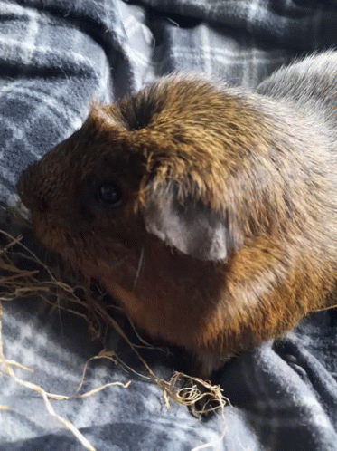 Brown Guinea Pig Laying On Blanket GIF