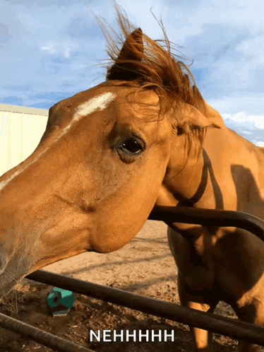 Brown Horse Behind Fence Saying Nehhhh GIF