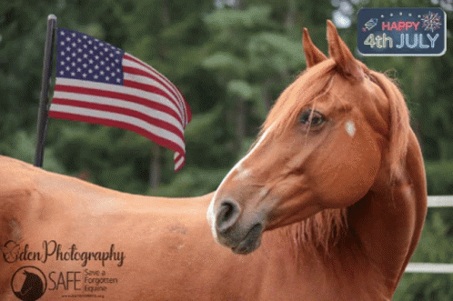 Brown Horse by American Flag Saying Happy 4th July