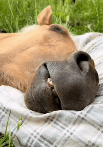 Brown Horse Laying On Plaid Blanket With Mouth Open GIF