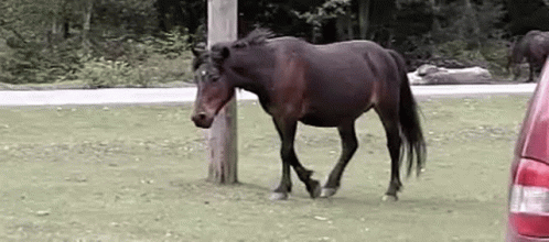Brown Horse Standing Next To Red Car In Grassy Field GIF