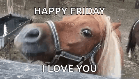 Brown Horse Wearing Bridle Saying Happy Friday I Love You