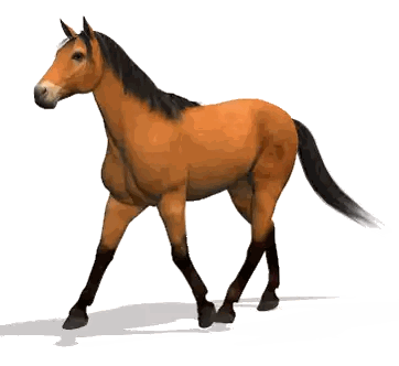 Brown Horse with Black Mane and Tail