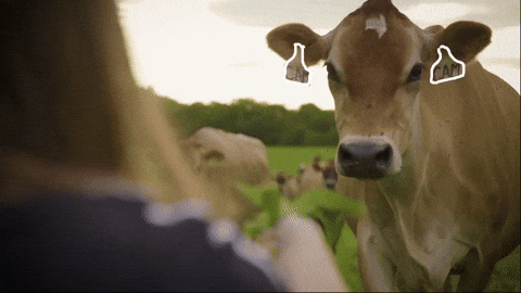 Brown Moo Having Treats GIF