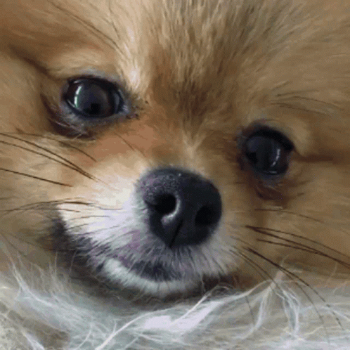 Brown Pomeranian Dog Wink GIF
