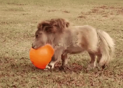 Brown Pony Playing With Big Orange Ball GIF