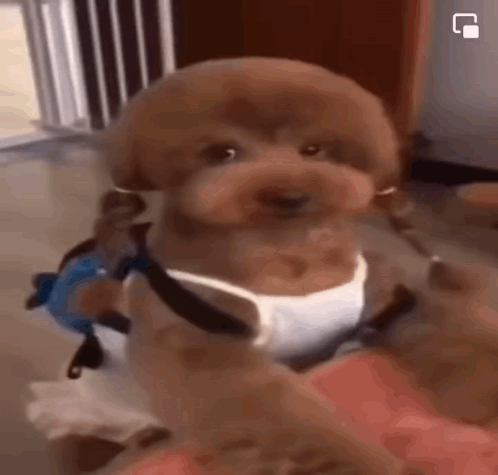 Brown Poodle in White Tank Top and Harness on Lap