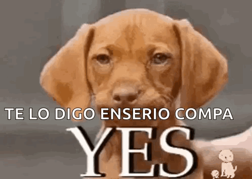 Brown Puppy Looking at Camera Saying Yes