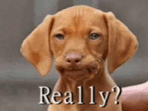 Brown Puppy Saying Really