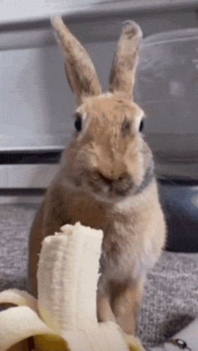 Brown Rabbit Eating Banana