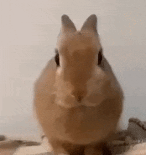 Brown Rabbit Looking At Camera GIF
