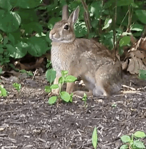 Brown Rabbit Sitting in Woods