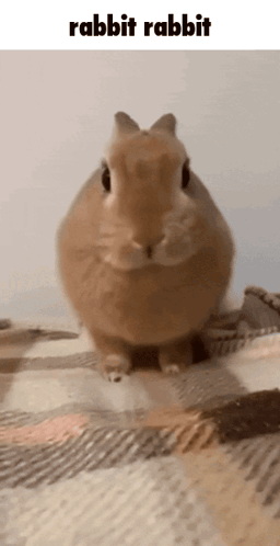 Brown Rabbit Sitting On Blanket GIF