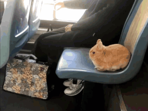 Brown Rabbit Sitting On Blue Seat Next To Person GIF