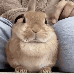 Brown Rabbit Sitting On Lap GIF