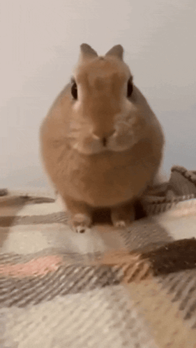 Brown Rabbit Sitting on Plaid Blanket