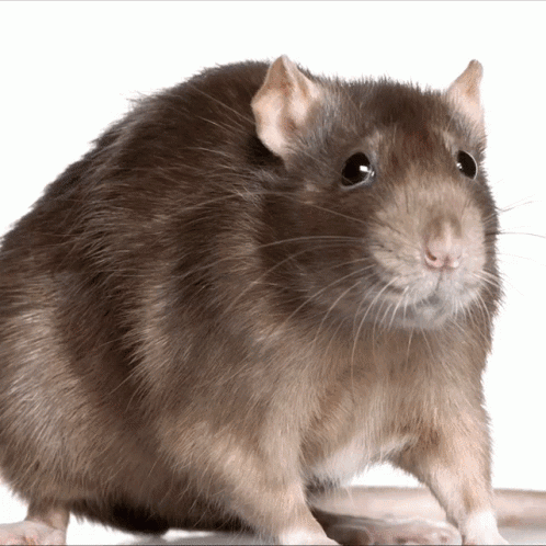 Brown Rat Looking at Camera