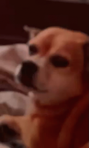 Brown Tan Dog By Metal Bowl Looking Camera GIF