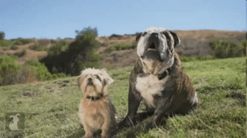Brown Teddy Bear Making Funny Face Yellow Cheek GIF