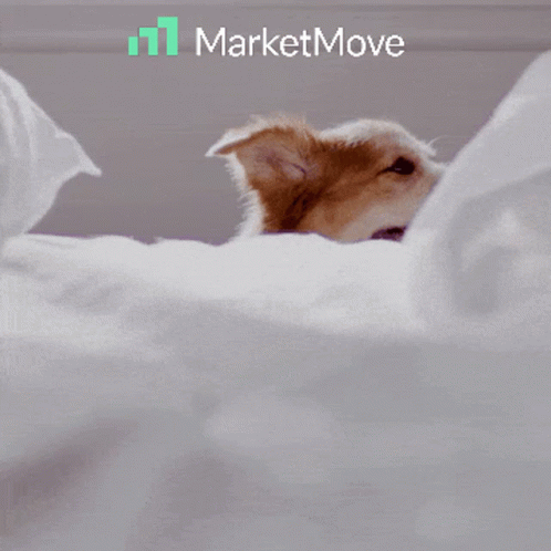 Brown White Dog Peeking Bed Saying Oh Hello