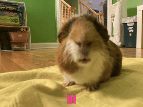 Brown White Guinea Pig With Hi On Yellow Blanket GIF