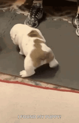Brown White Puppy Says I Found My Puppy