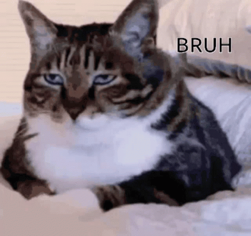 Bruh Meme Grumpy Tabby Cat GIF