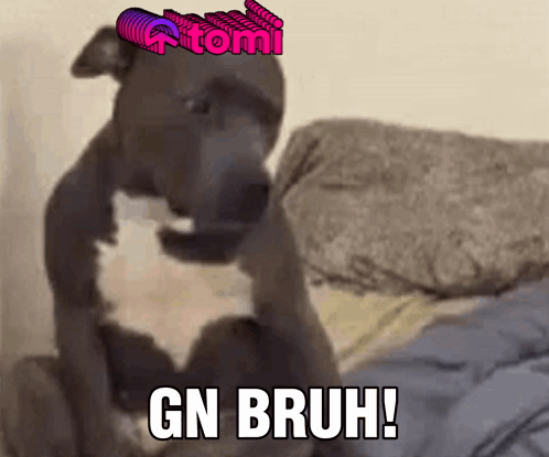 Bruh Meme Pitbull Dog GIF