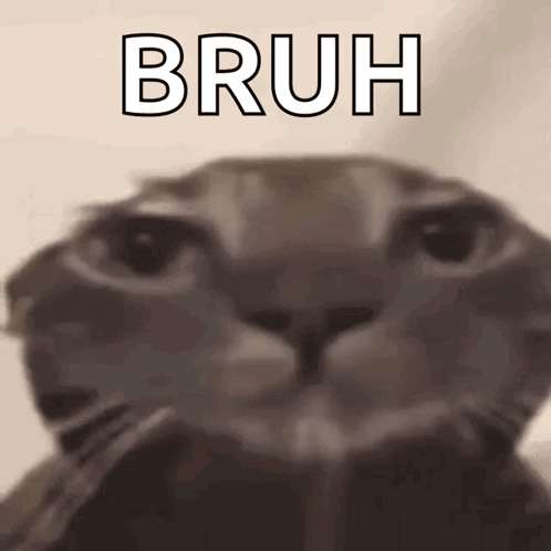 Bruh Meme Poker Face Cat GIF