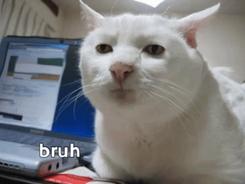 Bruh Meme Weird White Cat GIF