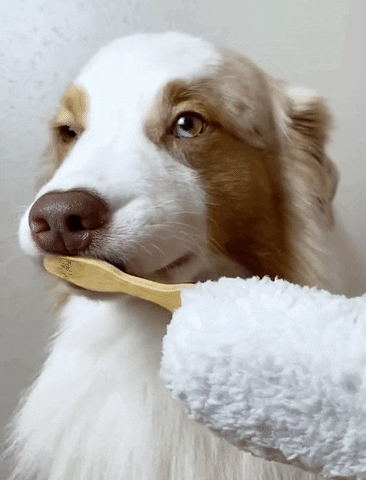 Brushing Teeth Australian Shepherd Dog Hygiene GIF