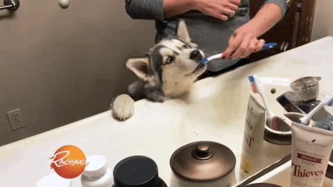 Brushing Teeth Rachael Ray Show Pomsky Dog GIF