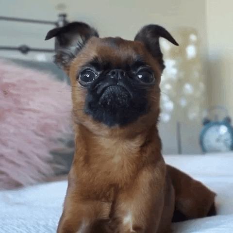 Brussels Griffon Holding Back Tears GIF