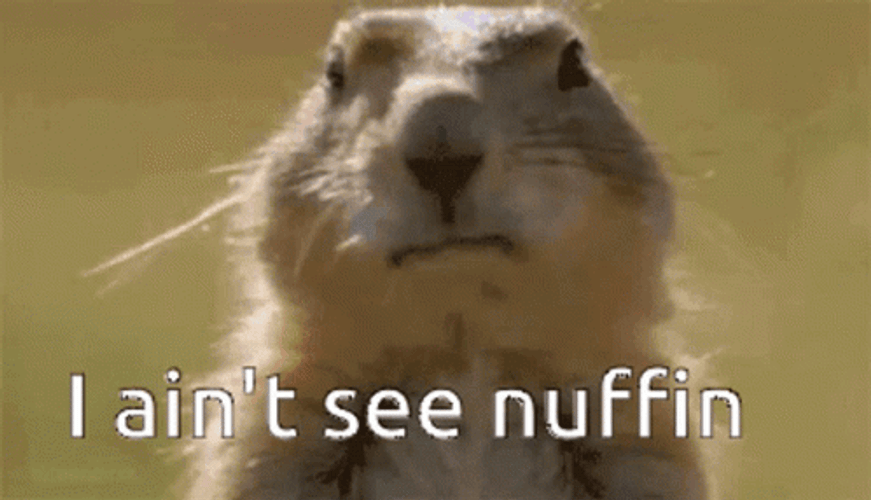 Bubblegum Groundhog  GIF