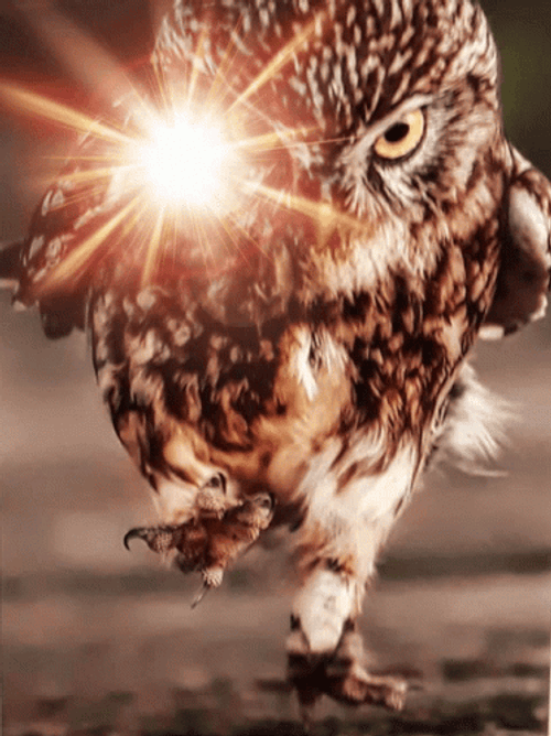 Buenas Noches Buho GIF