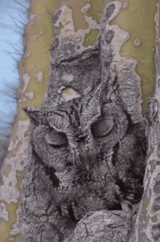 Buenas Noches Buho 328 X 498 Gif GIF